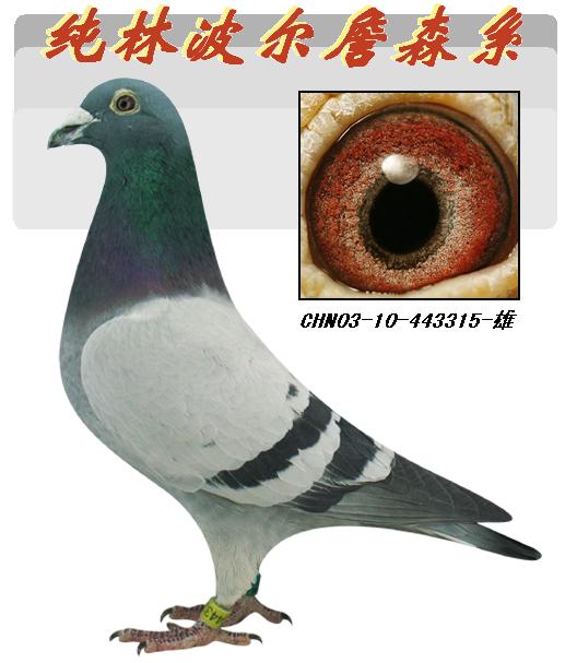 8/"林波尔詹森315"雄 保证金级 拍卖