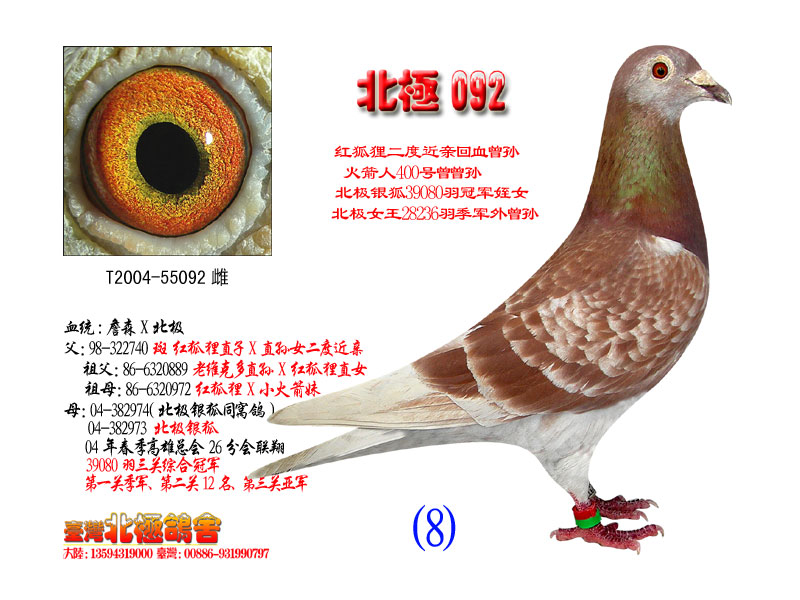 詹森红狐狸直系特留种雌 保证金级 拍卖