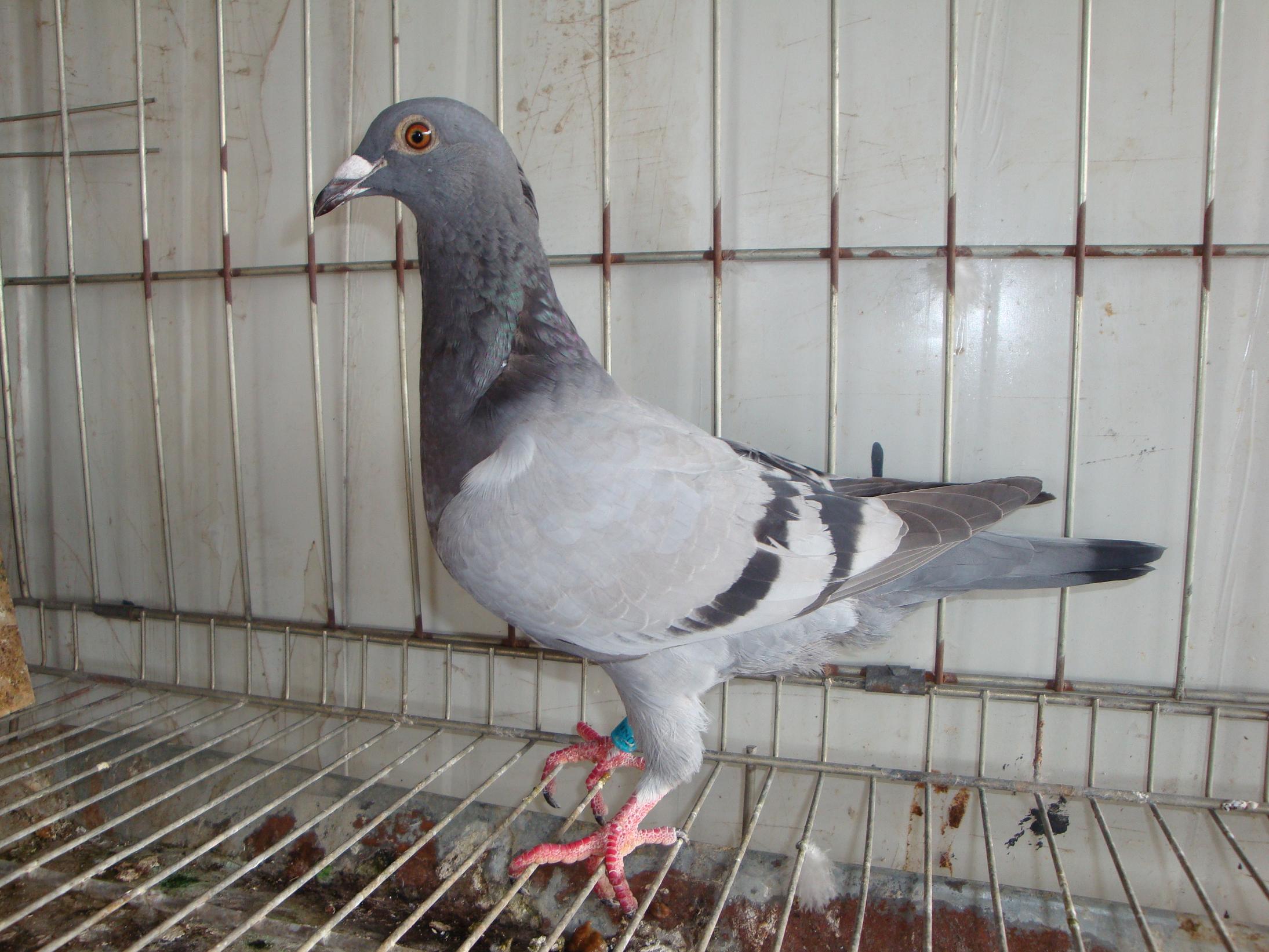 信鸽在线拍卖平台 - 中国信鸽信息网