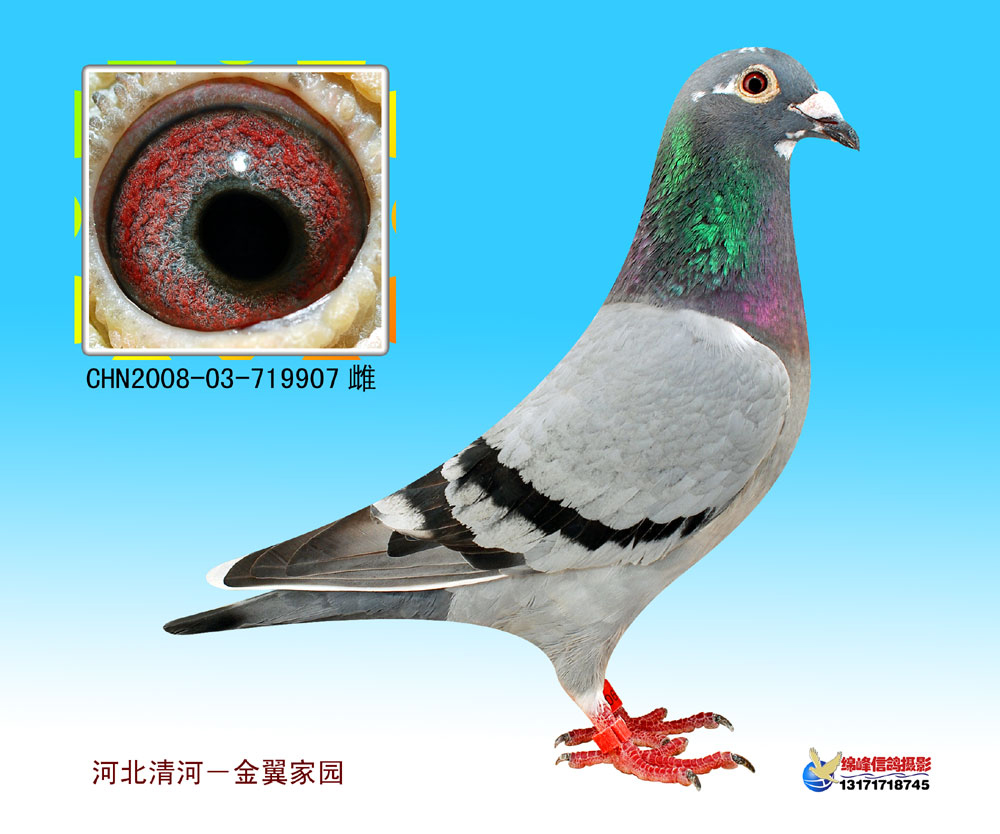 信鸽在线拍卖平台 - 中国信鸽信息网