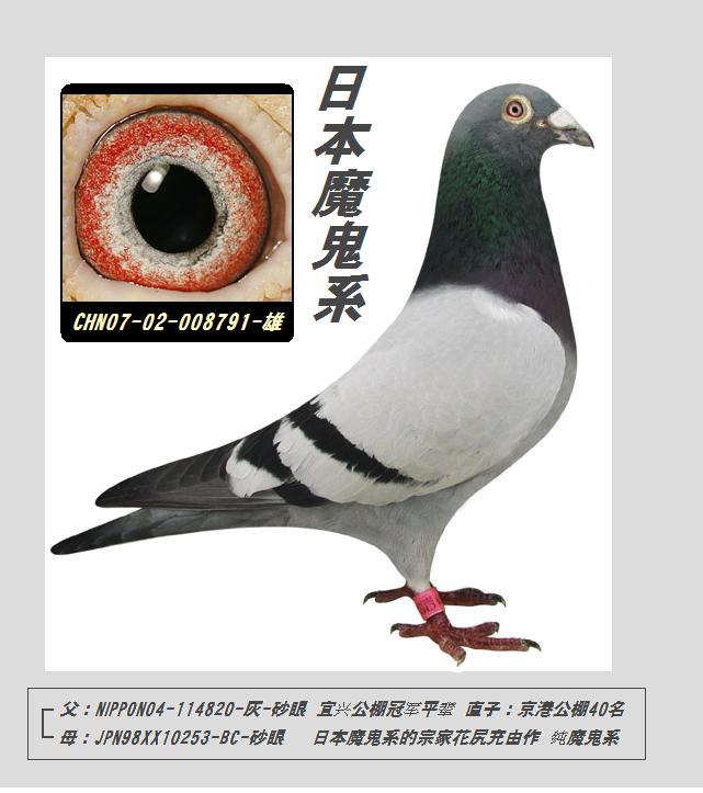 日本信鸽品种图片