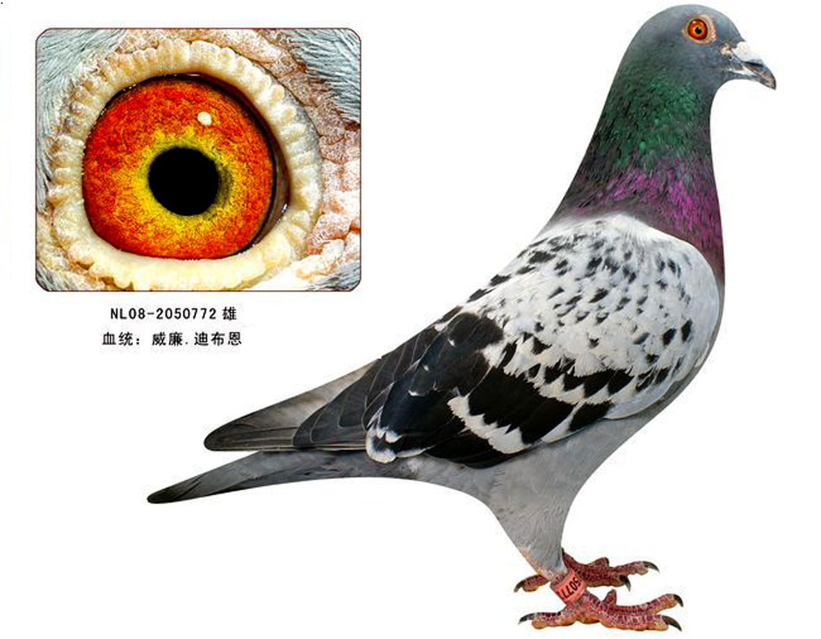信鸽在线拍卖平台 - 中国信鸽信息网