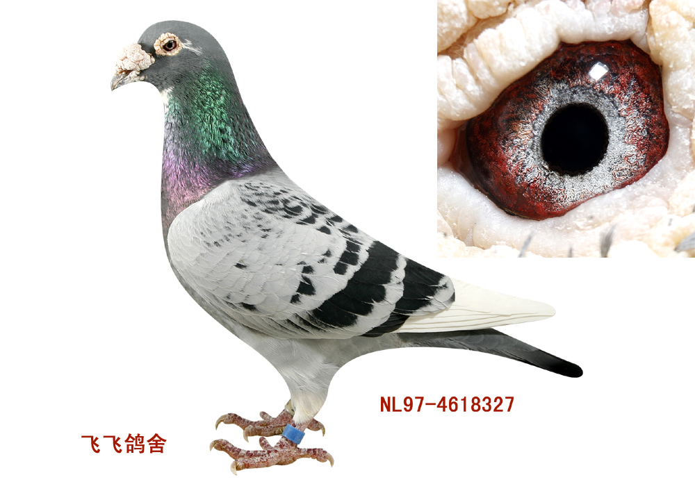 安徽飞飞鸽舍 - 中信网铭鸽展厅 www.ag188.com