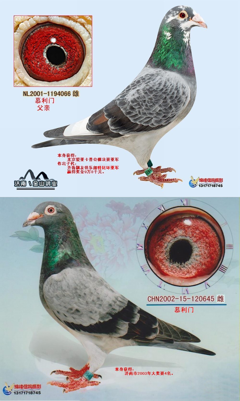 信鸽在线拍卖平台 - 中国信鸽信息网
