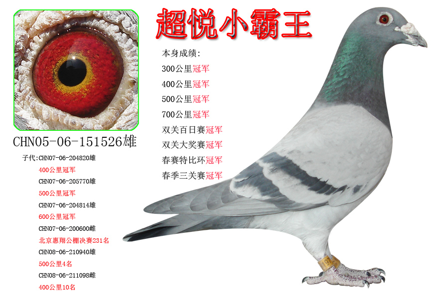 巡航鸽舍 - 中信网铭鸽展厅 www.ag188.com