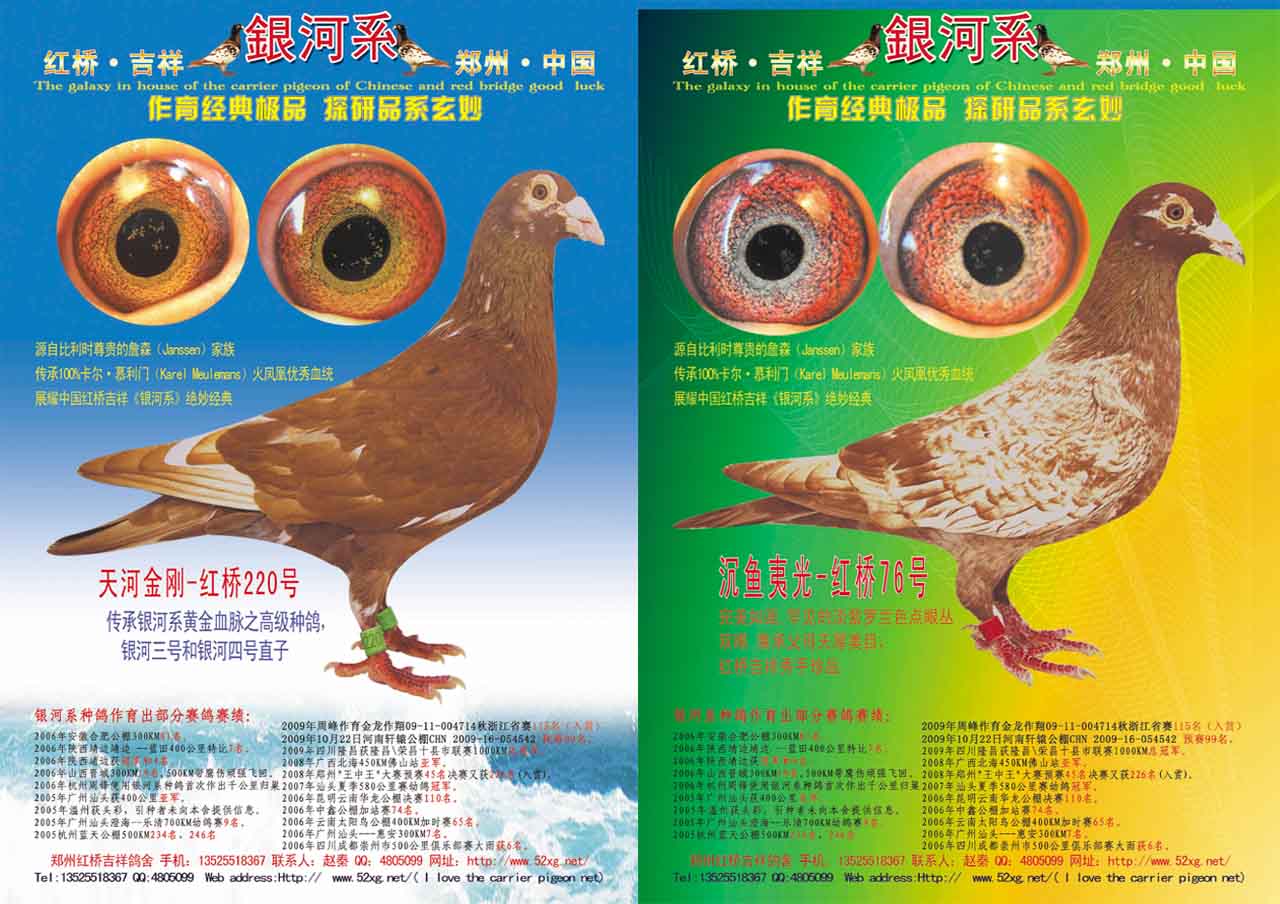 信鸽在线拍卖平台 - 中国信鸽信息网
