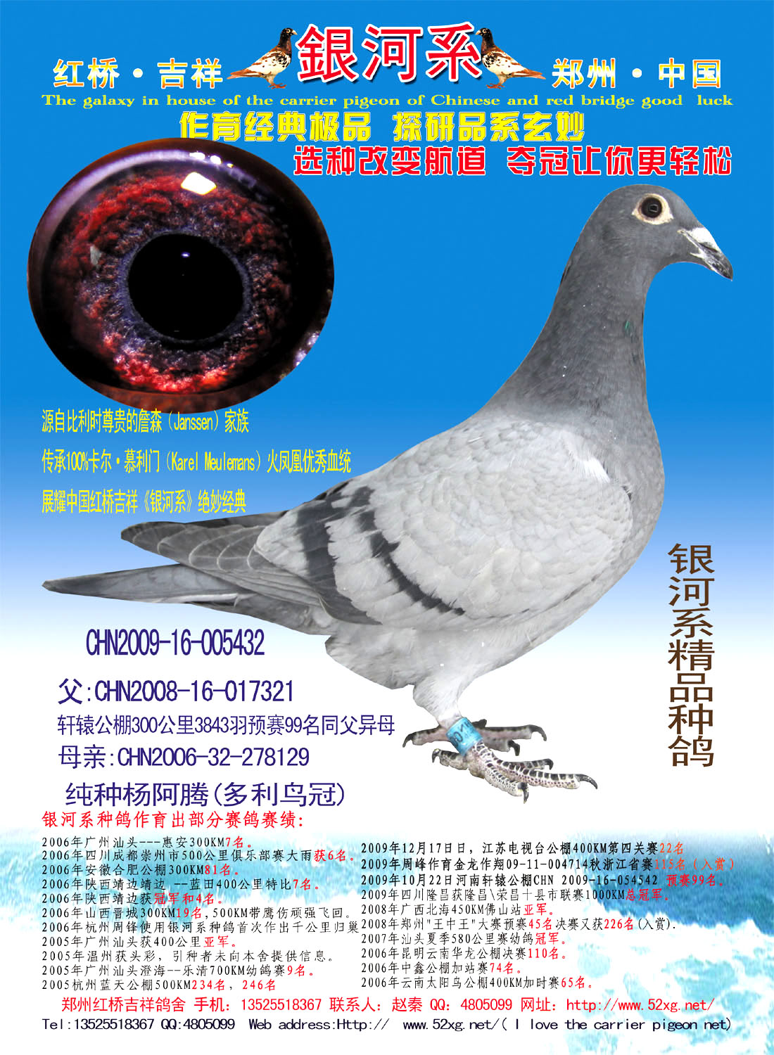 红桥珍藏杨阿腾鸟冠雌种鸽 拍卖