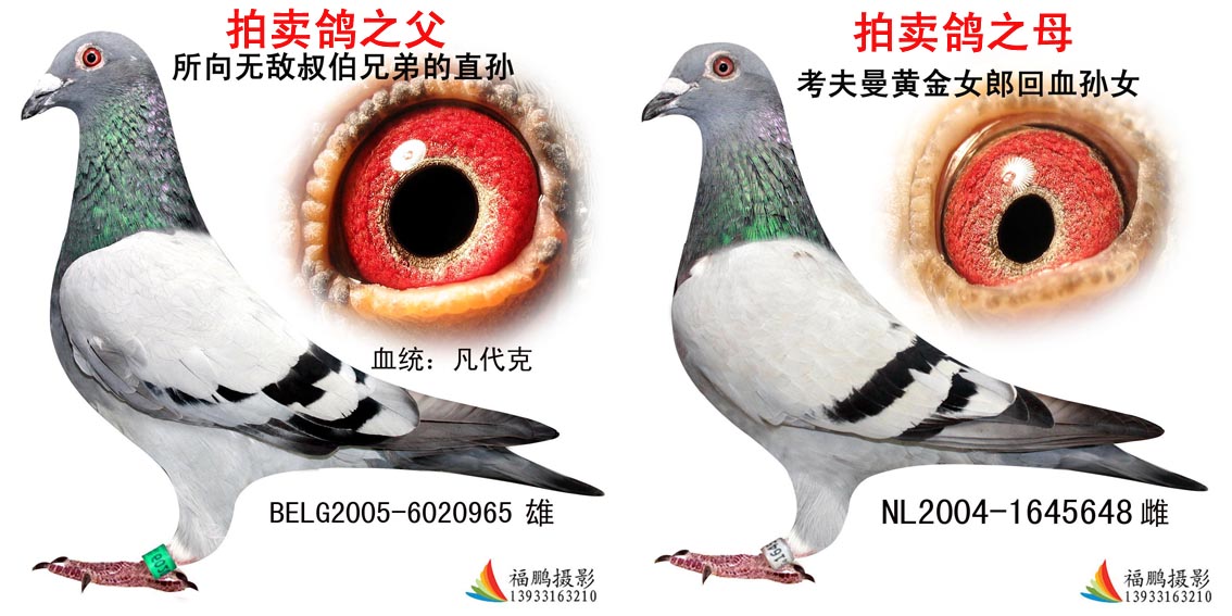 信鸽在线拍卖平台 - 中国信鸽信息网