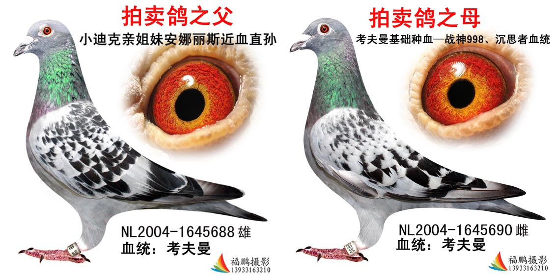 考夫曼基础种血与小迪克的完美融合 保证金级 拍卖