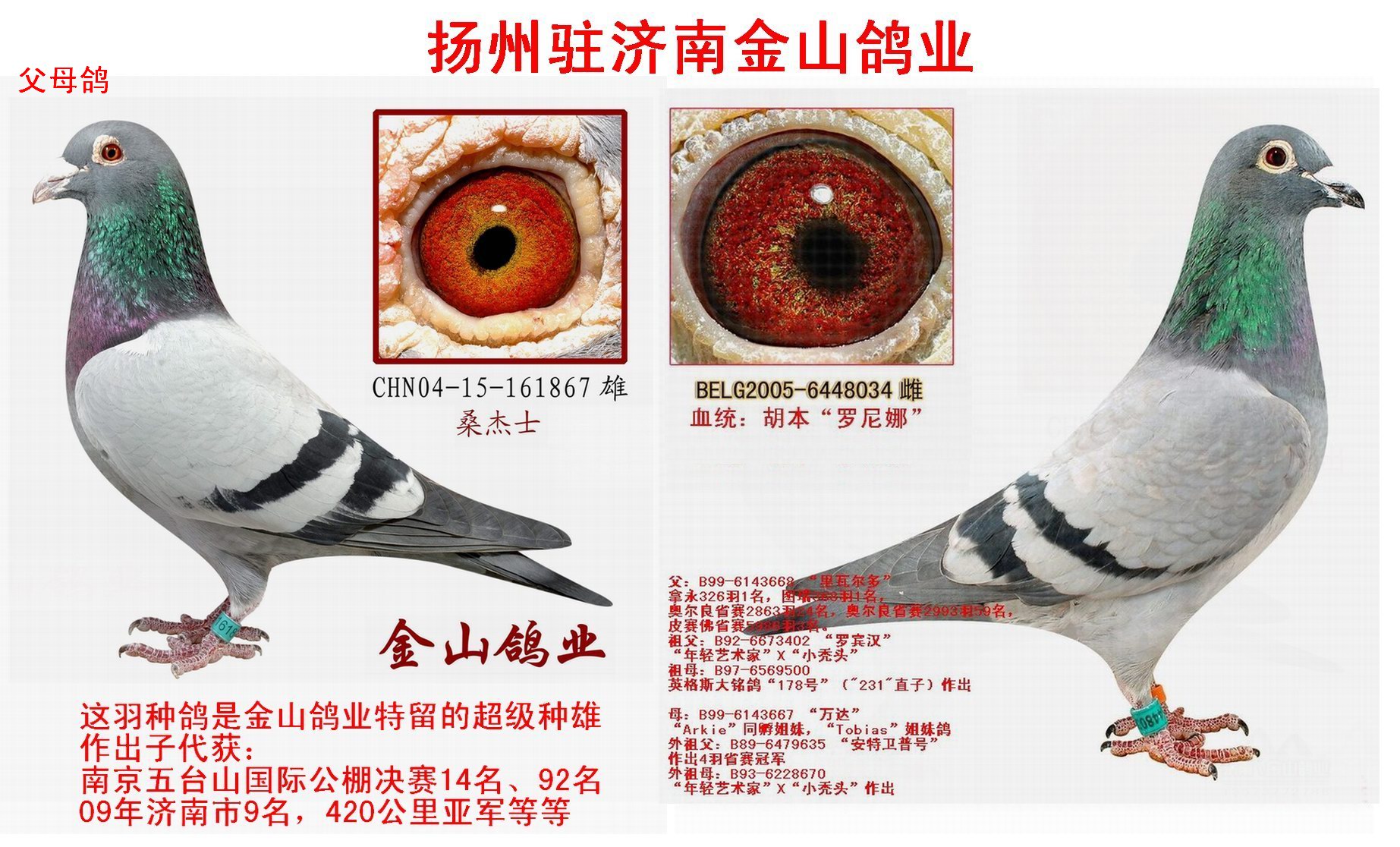 桑杰士x胡本 平辈鸽获得2009年最佳鸽舍总冠军 保证金级 拍卖