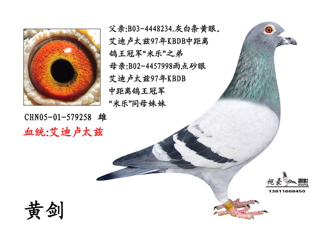 信鸽在线拍卖平台 中国信鸽信息网