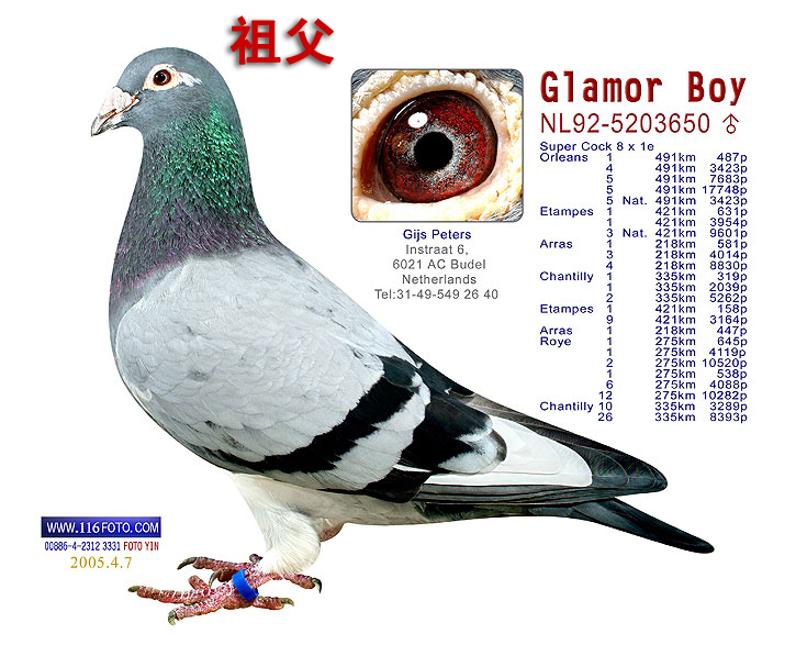 信鸽在线拍卖平台 - 中国信鸽信息网